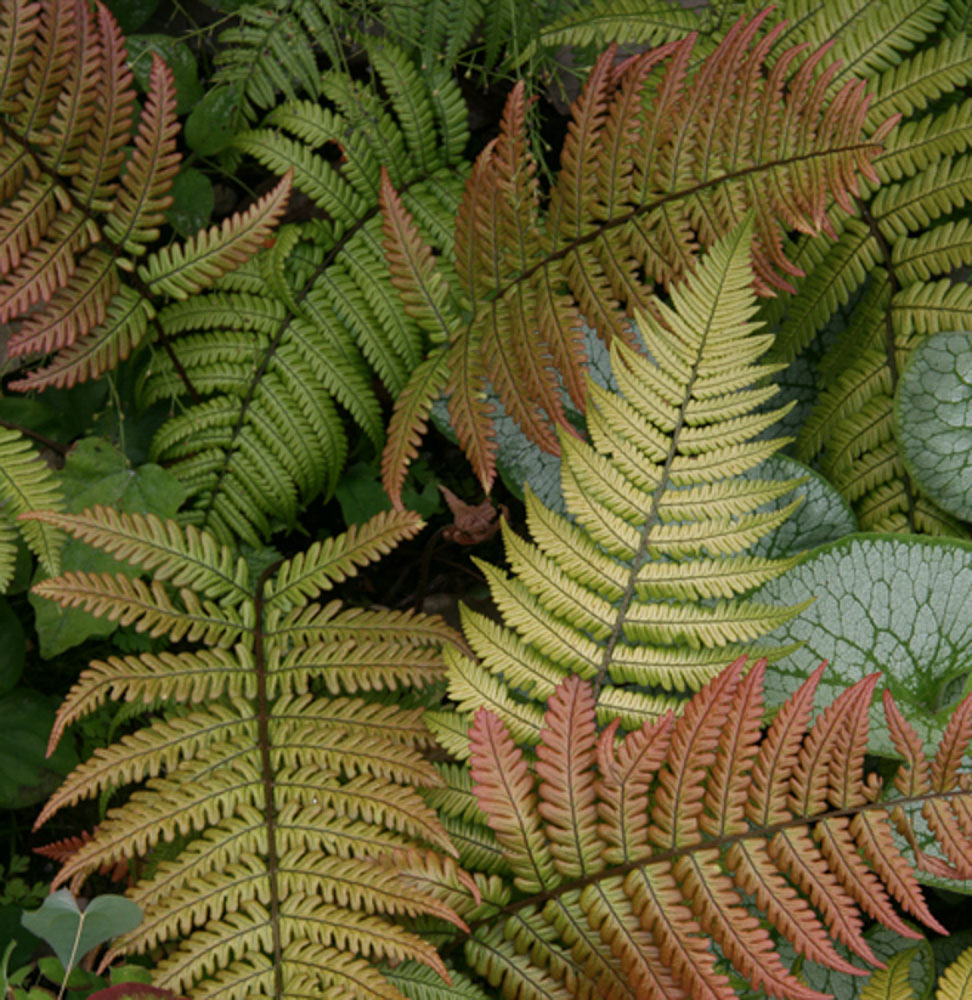 Dryopteris lepidopoda